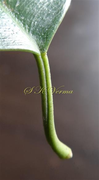  Petiole